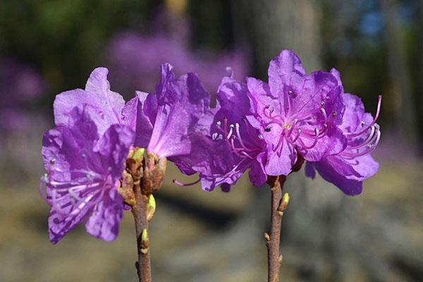 rododendron daurian kvete