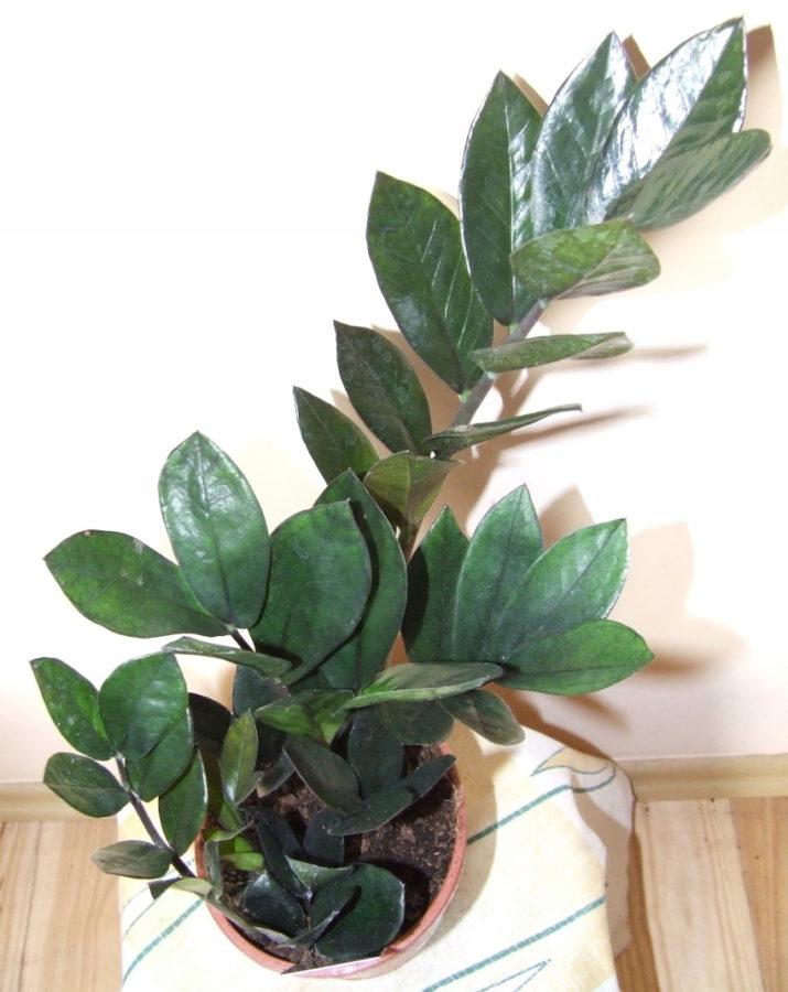 zamioculcas super nova