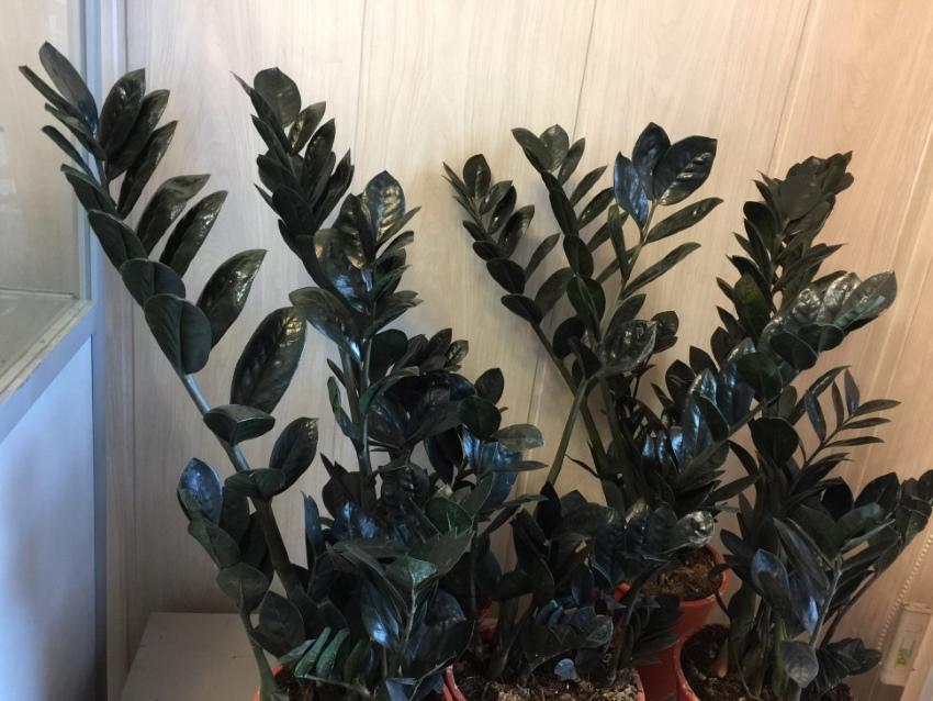 zamioculcas se rovná