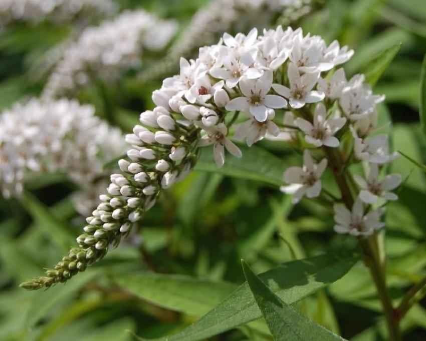 loosestrife květenství