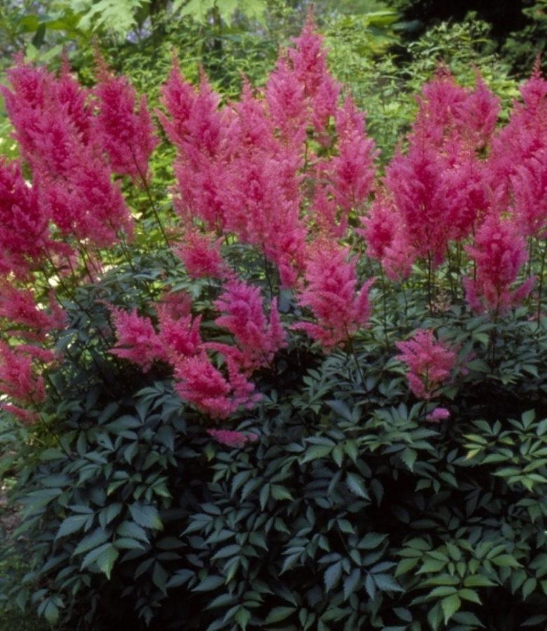 Astilbe สีแดงขนาดเล็ก