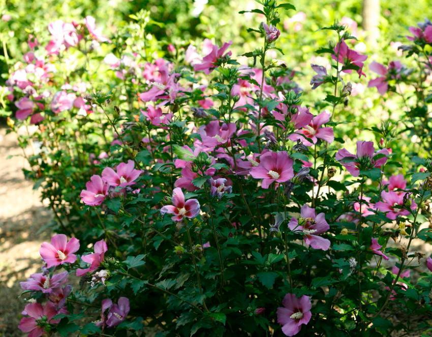 rosnący ogród hibiskusa