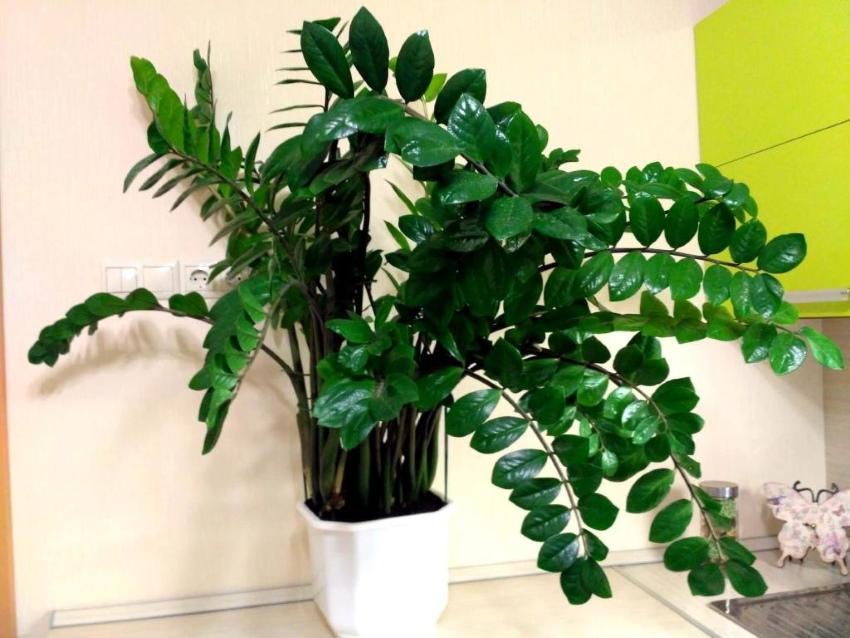 zamioculcas hjemmetjeneste