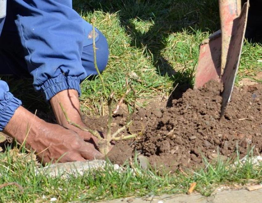 proljetna transplantacija ruže