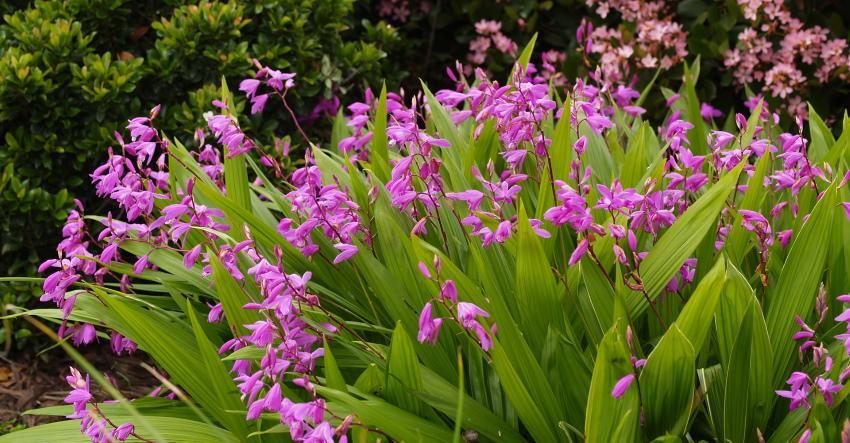 pěstování orchidejí Bletilla na otevřeném poli