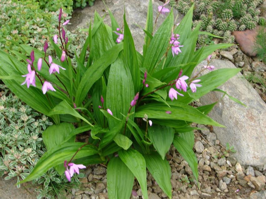 orchidej bletilla