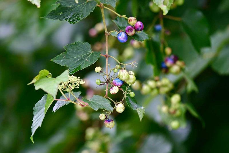 pestrá ampelopsis