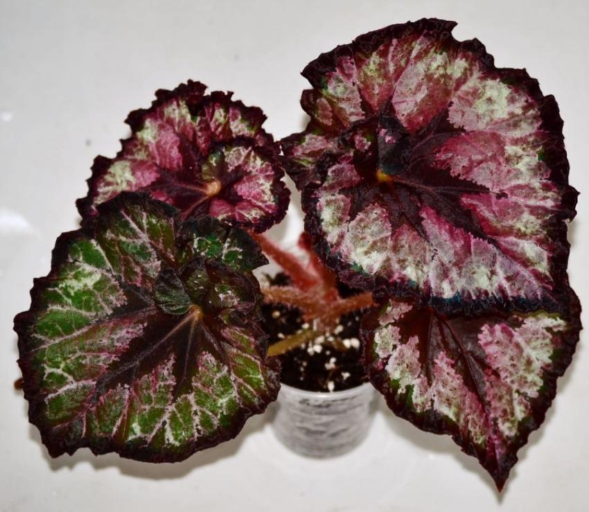 begonia