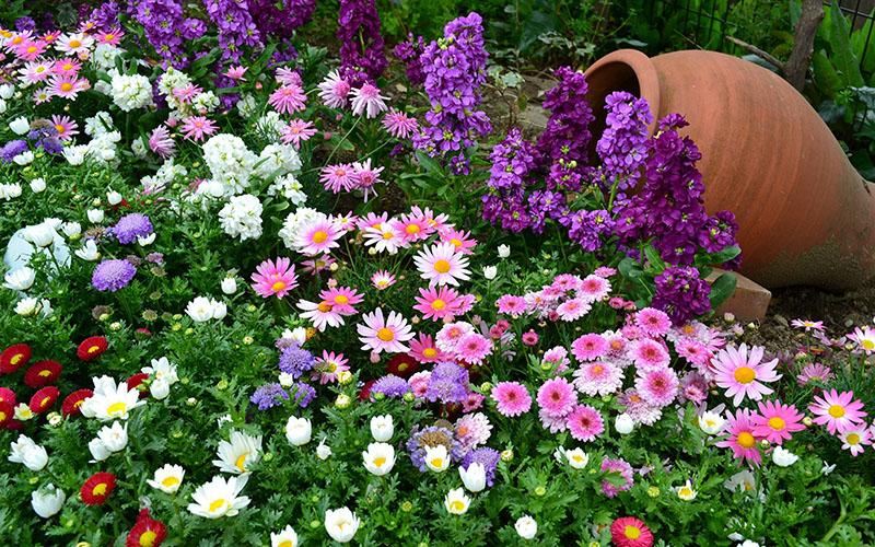 frodig blomstrende land blomsterbed