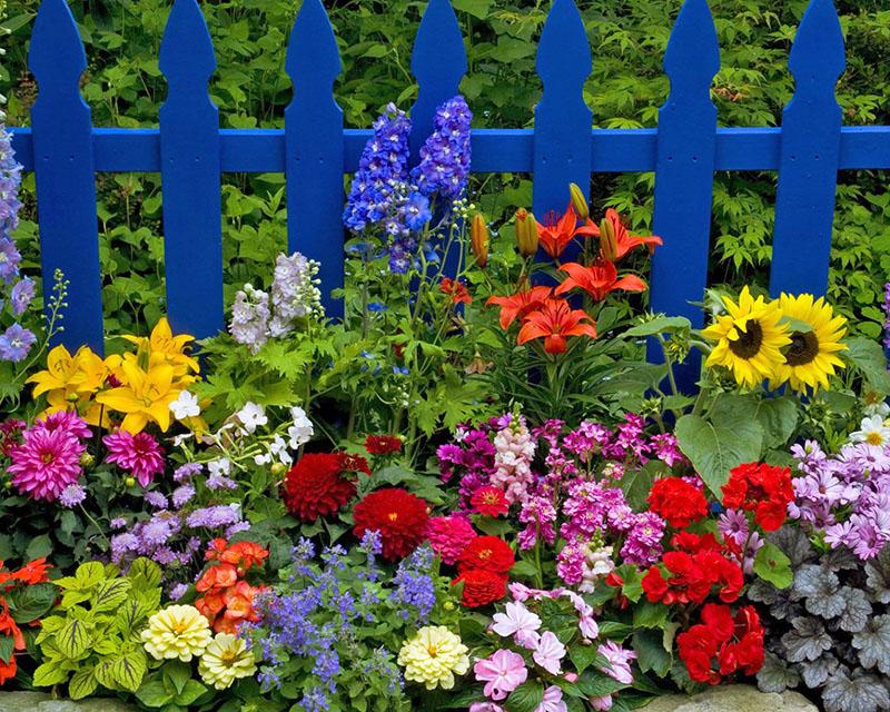 vi dyrker en rekke blomster i landet