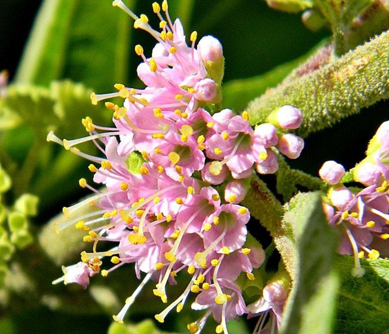 vakre karper blomstrer