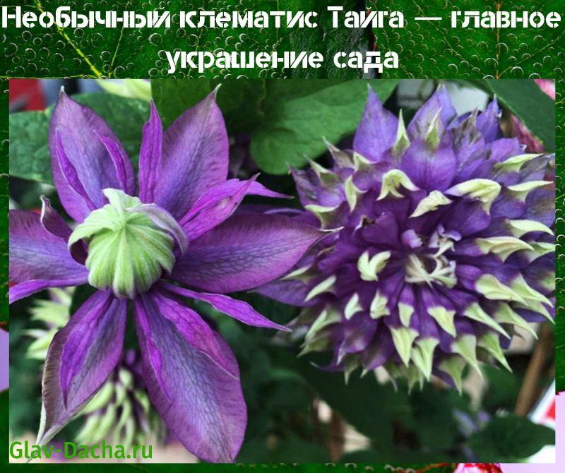 clematis taiga