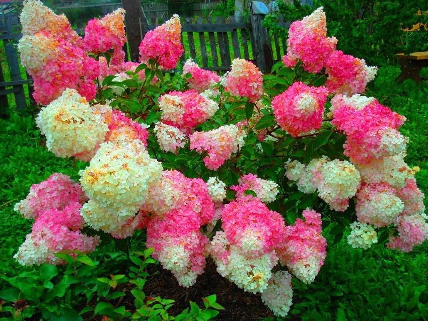 når hortensia paniculata blomstrer