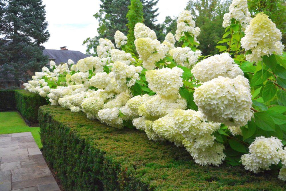 hortensia