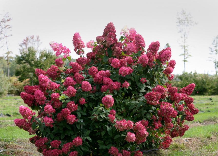 blomstrende hortensia busk