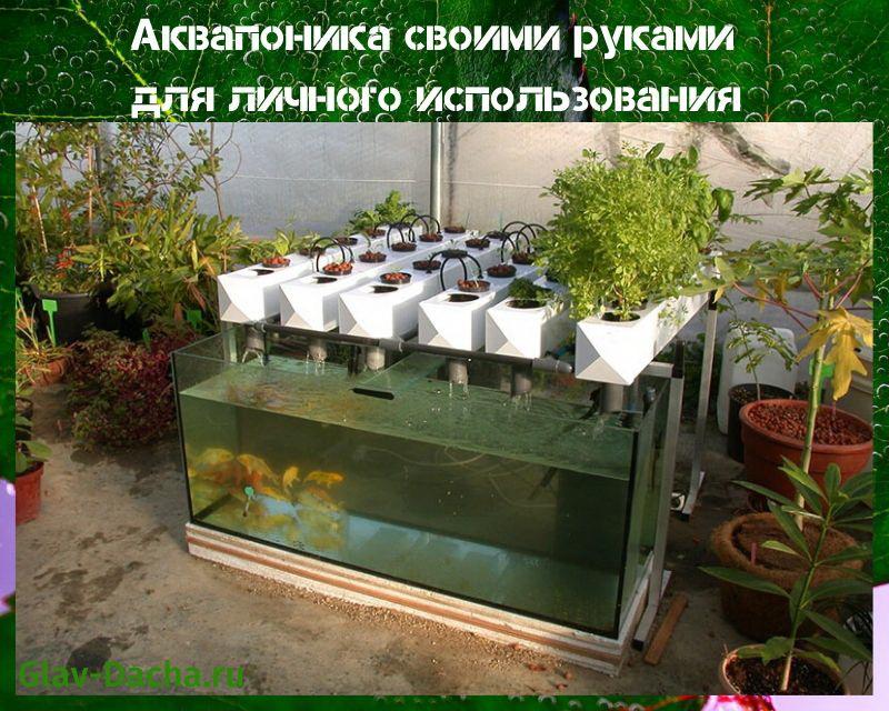 zrób to sam aquaponics