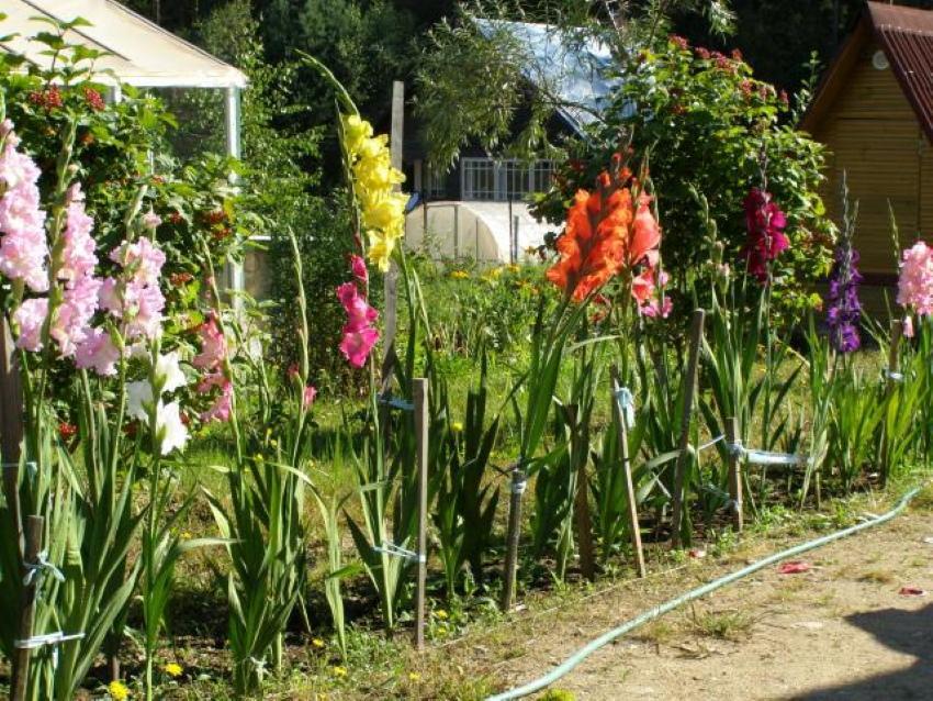 hvordan knytte gladioler