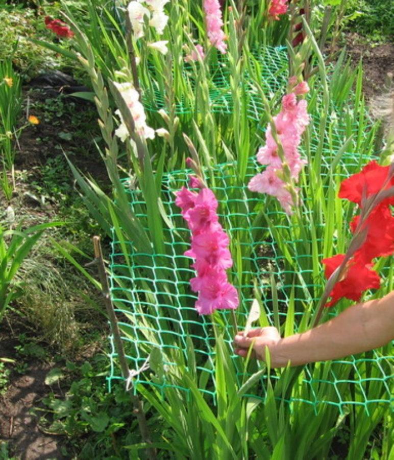 maske på gladioli