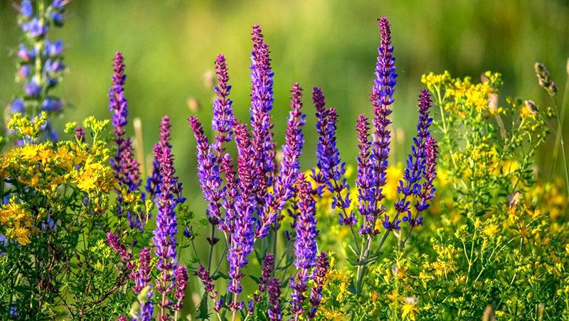 medisinske planter blomstrer