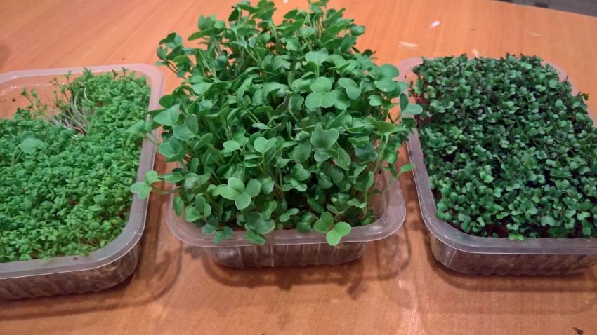 jak pěstovat microgreens doma