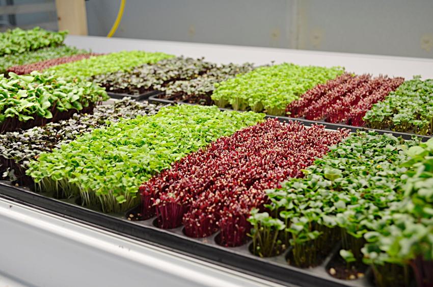 microgreen