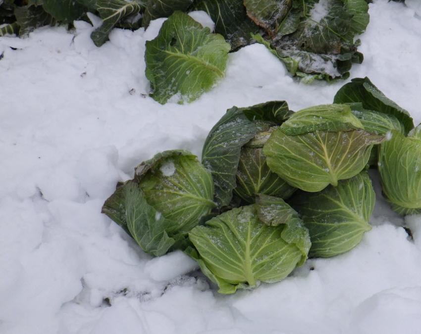 kapusta pod śniegiem