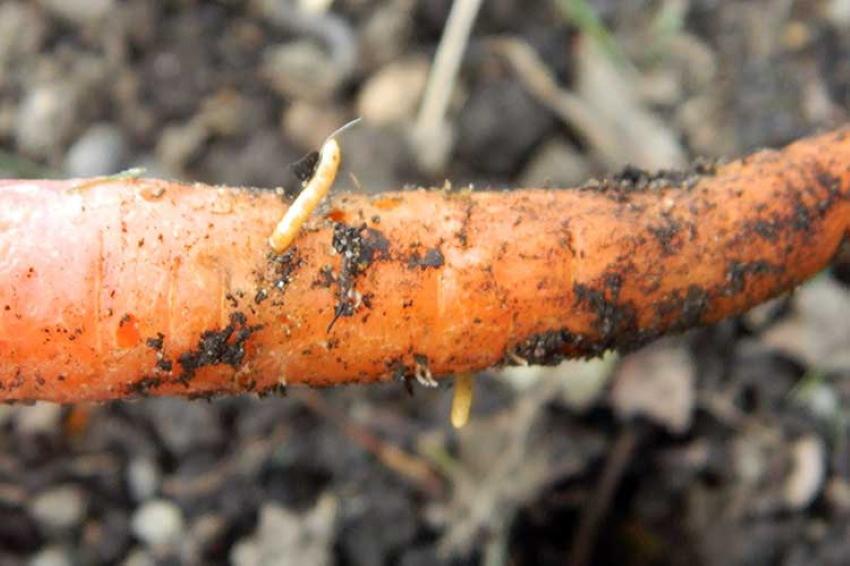 wireworm na marchwi