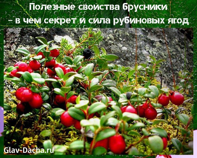 คุณสมบัติที่มีประโยชน์ของ lingonberry