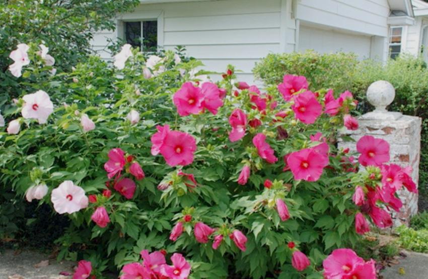 zdjęcie do sadzenia i pielęgnacji roślin zielnych hibiskusa