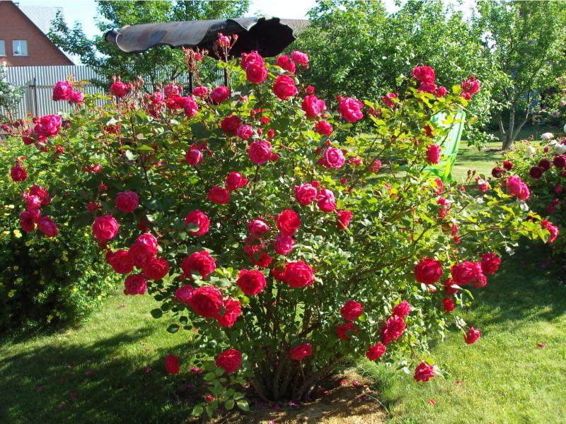 canadian park rose