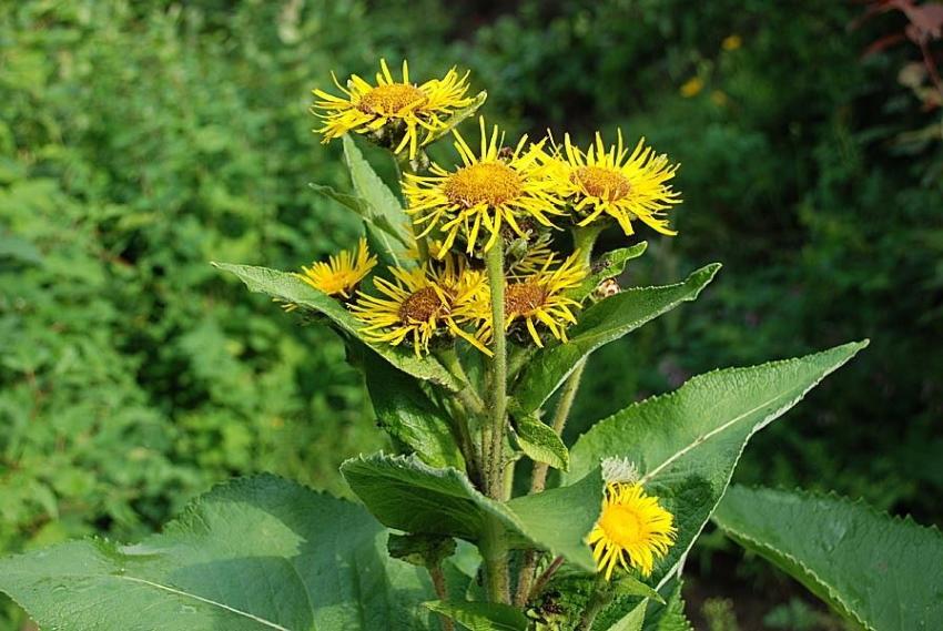 elecampane