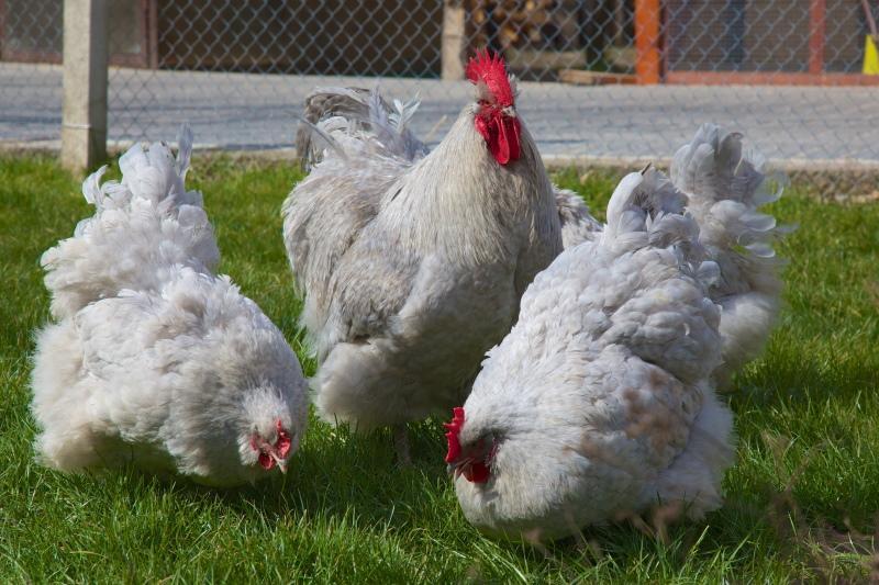 Orpington chickens, photo and description, breed features and content