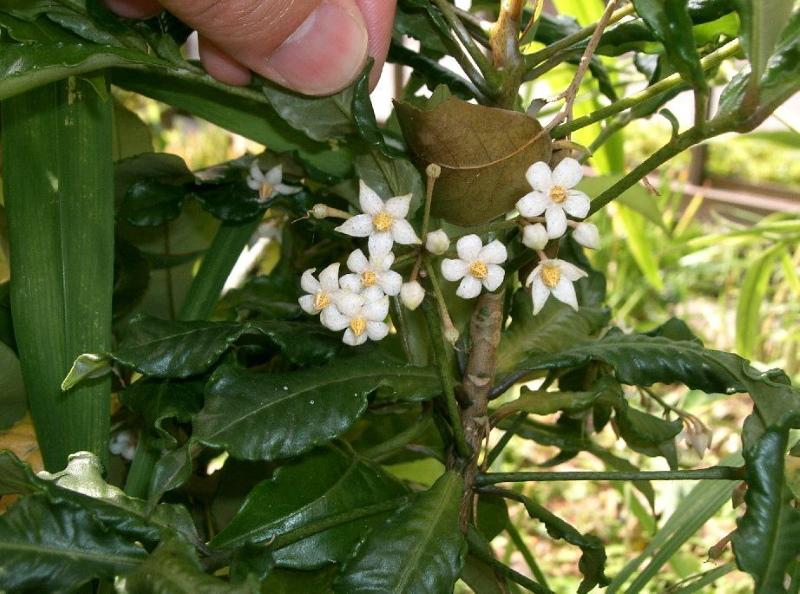 kvetoucí ardisia