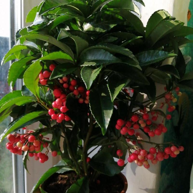 jagody ardisia