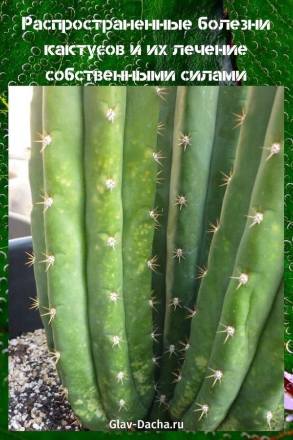 โรคของ cacti และการรักษา