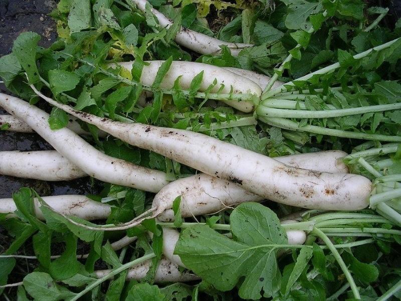 daikon