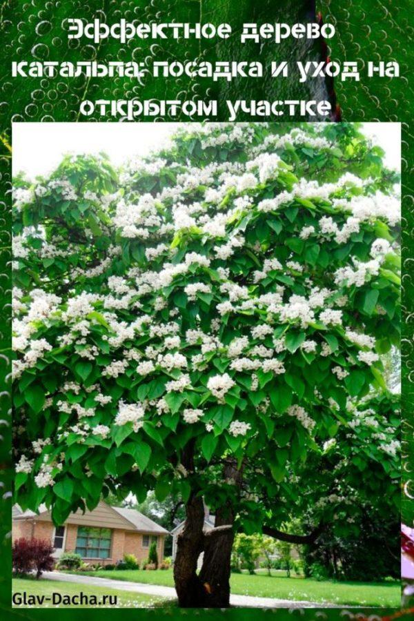 การปลูกและดูแลต้นไม้ catalpa