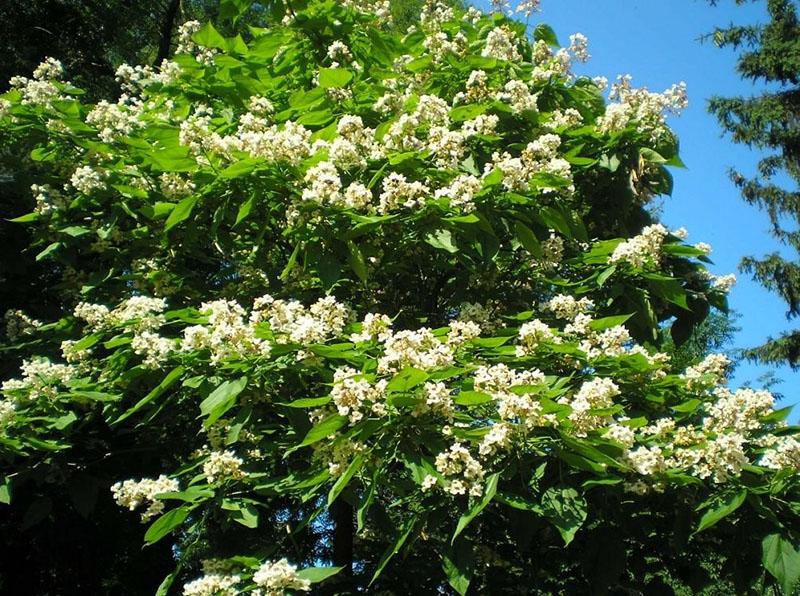 blomstrende catalpa