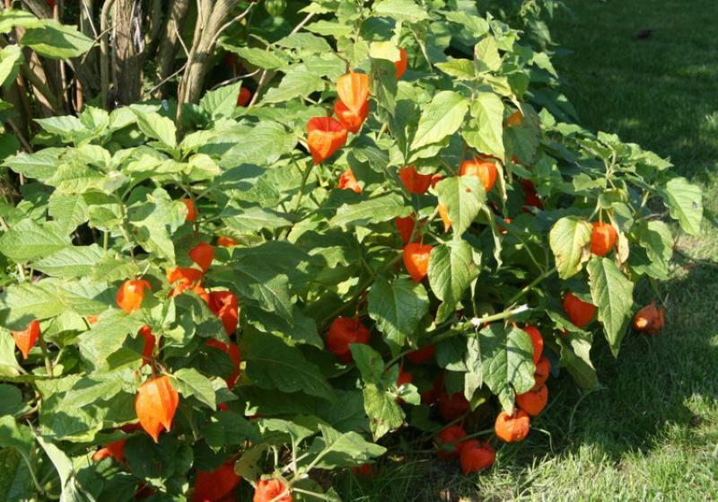 physalis sadzenie i pielęgnacja truskawek