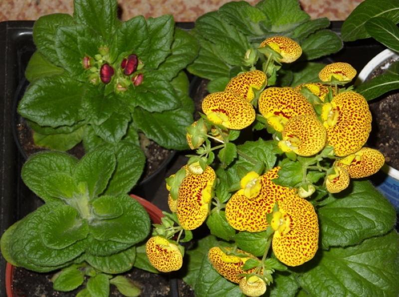 calceolaria rosnąca z nasion