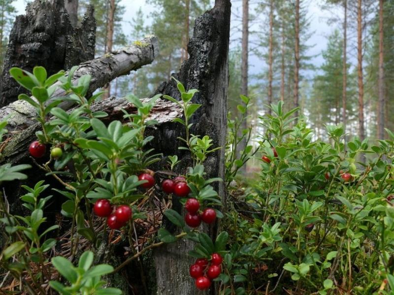 fotografie a jména lesních plodů