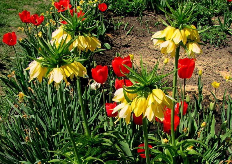 bulbous hage blomster bilder og navn