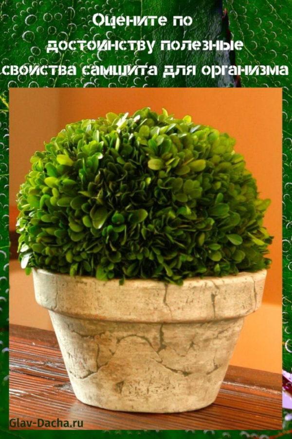 คุณสมบัติที่เป็นประโยชน์ของ Boxwood