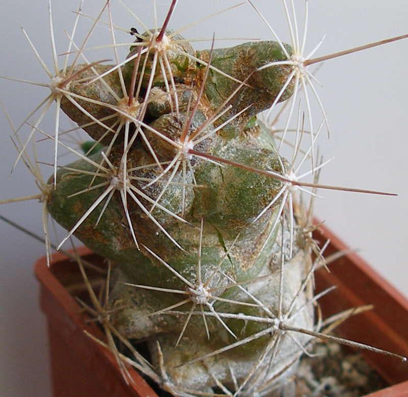 ความเสียหายต่อ cacti จากศัตรูพืช