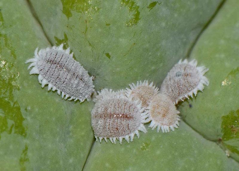 mealybug na kaktusu