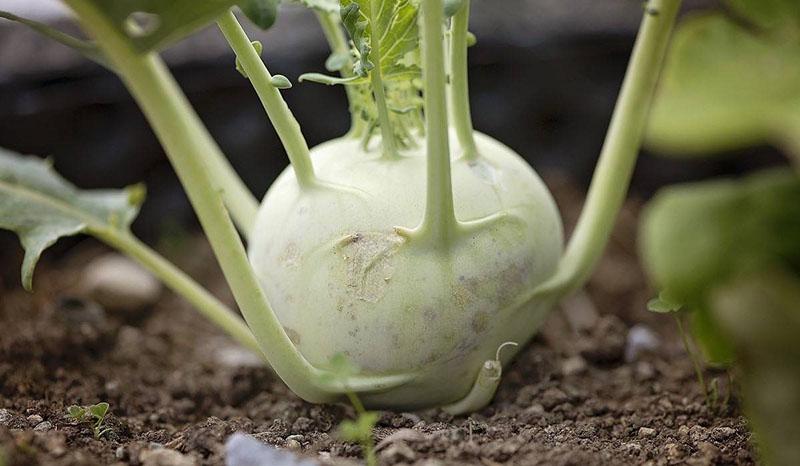 ผลไม้ kohlrabi