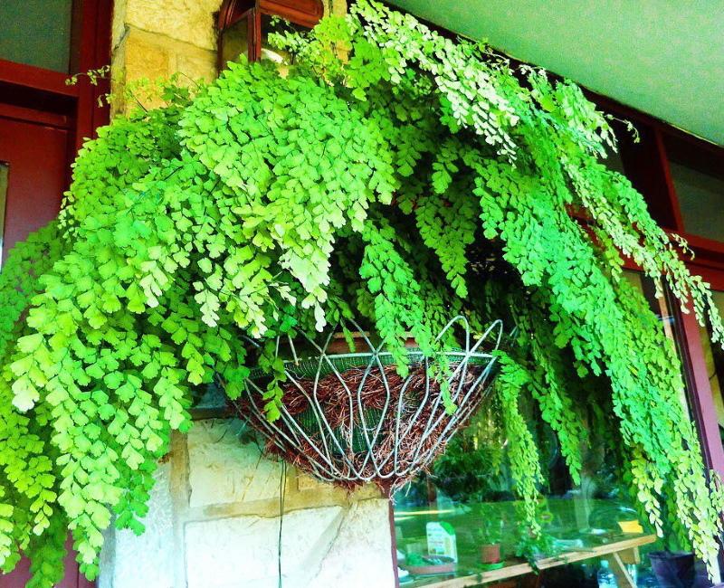 ผม Maidenhair วีนัส