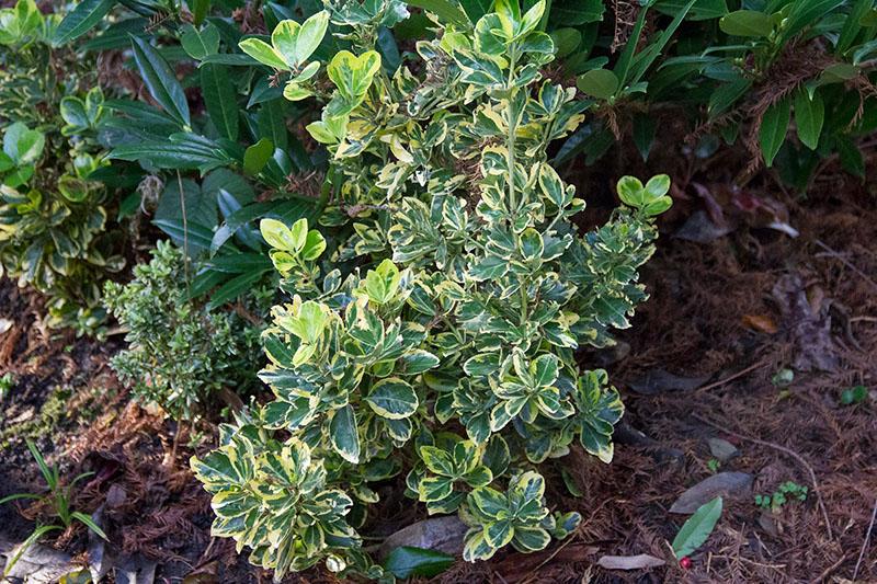 popis euonymus forchuna