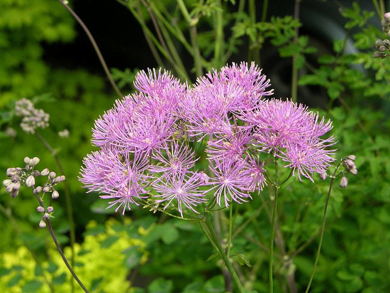 en plante fra buttercup-familien