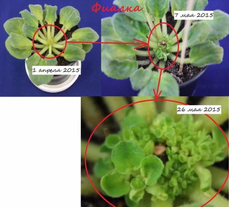 výsledek aplikace cytokininové pasty na fialky